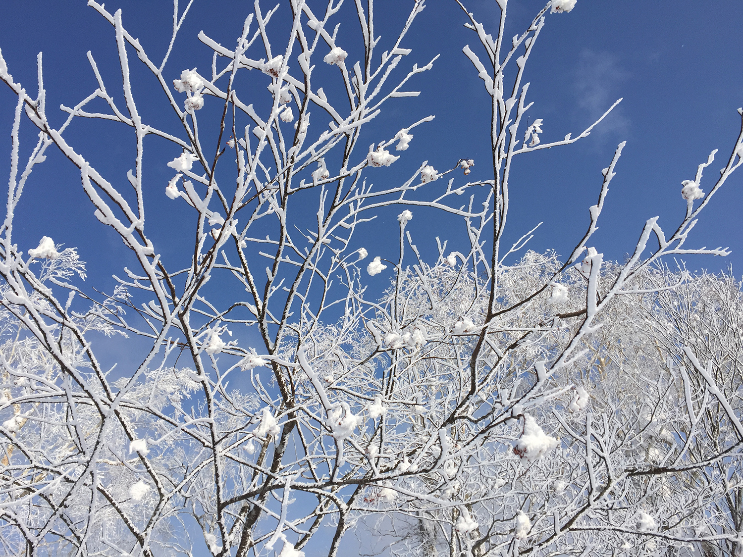 A miraculous blue sky and light snow.Landscape engraved in my heart