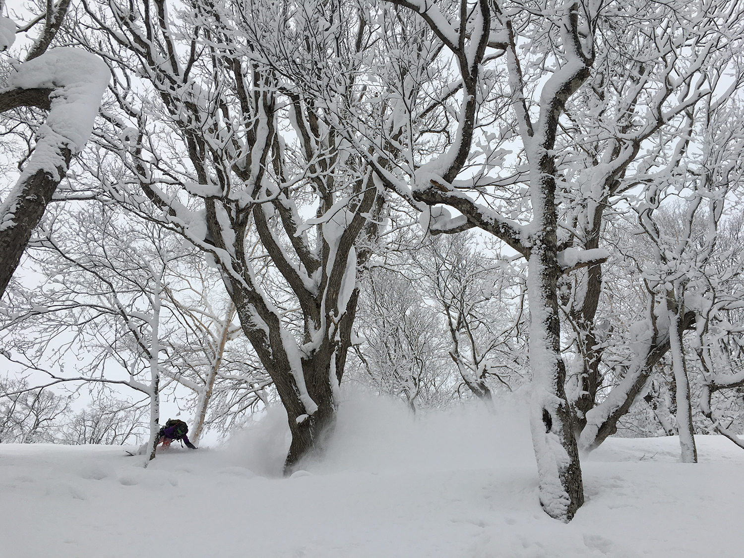 Mari Mizukami turns in the tree at high speed