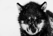 写真家・遠藤 励氏が、写真展「北限の今に生きる」を9月14日より富士フイルム・ギャラリー Xで開催。