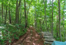 新しい始まり! “自伐型林業フォーラムin軽井沢” 真夏の軽井沢プリンスホテルスキー場にて開催!