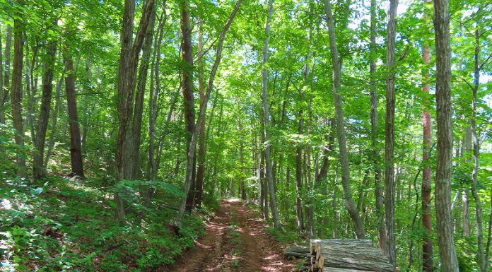新しい始まり! “自伐型林業フォーラムin軽井沢” 真夏の軽井沢プリンスホテルスキー場にて開催!