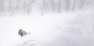 地域ナンバーワンの降雪量とドライパウダーを満喫 I ホワイトワールド尾瀬岩鞍