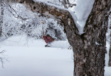 「北海道パウダーベルト」極上のパウダーをとことん味わえる夢のシーズンパスが今年も発売!!