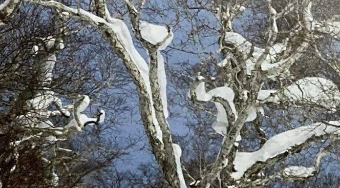 ヌーピーBC隊員と海外雑誌THE SNOWBORDER`S JOURNALに掲載されました(^_^)By Takahiro Nakanishi