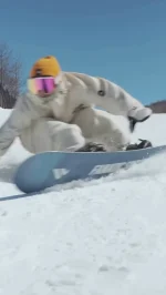 FANATIC SNOWBOARDS（ファナティク スノーボード） | スノー